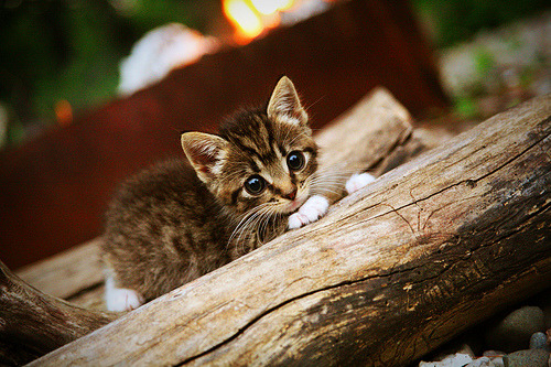 库尔图瓦封神之战,一场唯一性胜利如何铭刻欧冠传奇